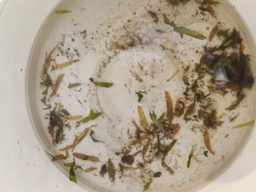 裝飾性圖片