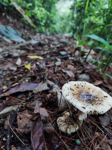 裝飾性圖片